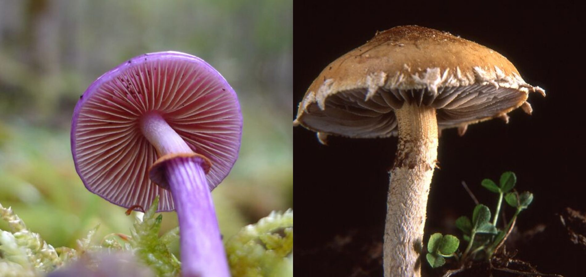 Imagen de dos hongos en la naturaleza