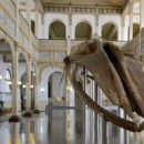 7 cosas que no sabías del Museo Nacional de Historia Natural y que puedes enseñarle a tus estudiantes